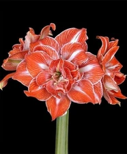SUNSHINE NYMPH Extra Large Amaryllis Bulb 26-28 cm - US Seller