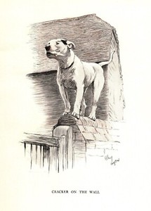 Vintage Bull Terrier Print 1930s Cecil Aldin Bull Terrier Art Illustration 5473a