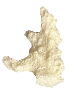 Natural White Coral Specimen Arch Shape W/ Some Coral Ocean Jks246