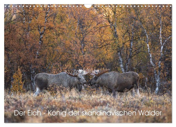 Der Elch - KöNig Der Skandinavischen WäLder (Wandkalender 2027 Din A3 Quer), Cal-image