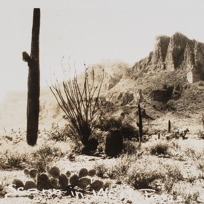 West Texas Cactus RPPC Postcard 1940s Texas Desert Vintage Photo