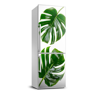 monstera dragon Rhaphidophora decursiva --Dragon Tail Philodendron--