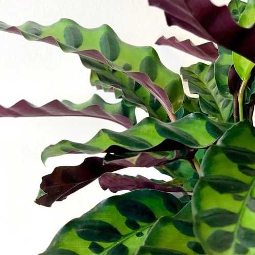 American Plant Exchange Calathea Rattlesnake - Thumbnail 4