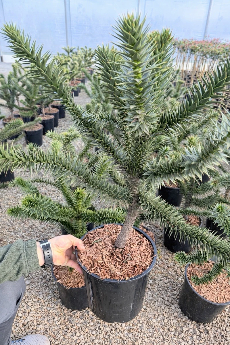 Araucaria Araucana online kaufen | eBay.de