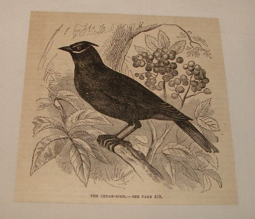 1880 magazine engraving ~ THE CEDAR-BIRD