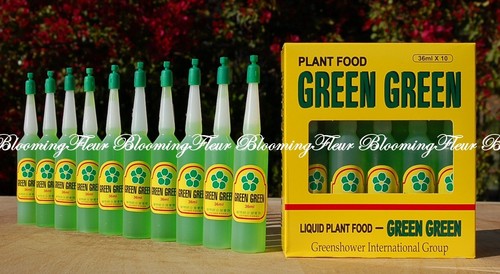 pencil cactus toxic Buy 'Pencil Cactus - Euphorbia tirucalli Firesticks' Care and Growing Guide