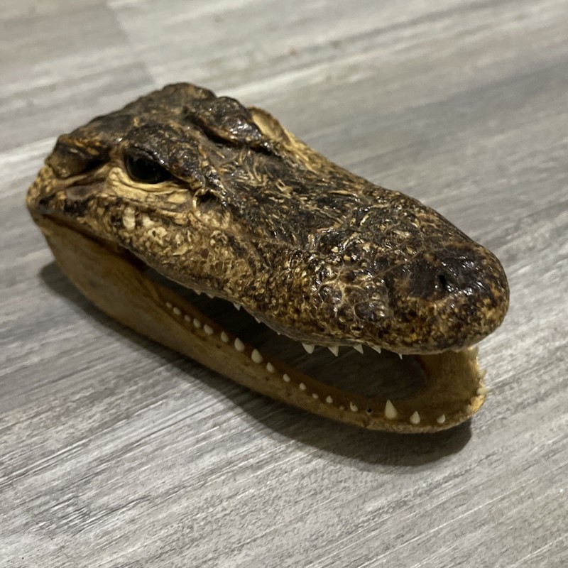Vintage Small Alligator Head Taxidermy Authentic 6” Long