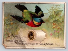 J P Coats Beautiful Exotic Bird Boston Store New Brunswick P841