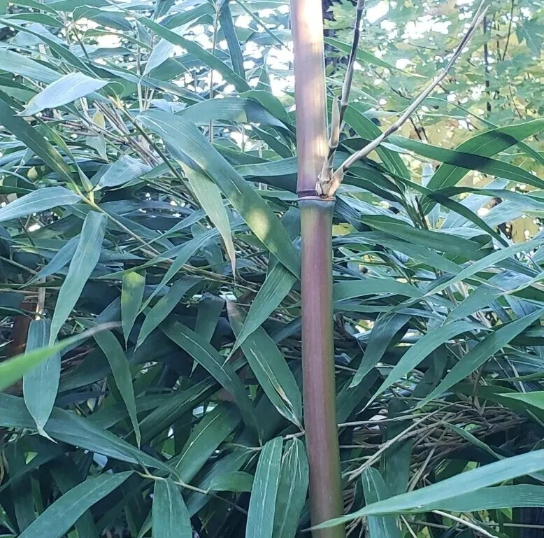 Bamboo Red Margin Phyllostachys Rubromarginata Bare Root Plant Rhizome Privacy  - Image 2 of 4