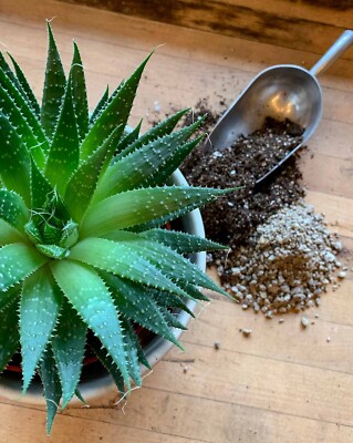 Succulent & Cactus Plant Potting Soil Mix Peat Moss & Perlite, 1 quart - 4  gal | eBay