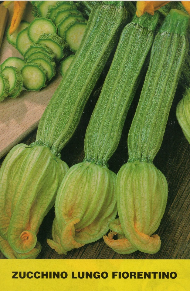 HORTUS 30 SEMI DI ZUCCHINO LUNGO FIORENTINO-ZUCCHINA -CURCIBITA PEPO SEDS- ORTAGGI