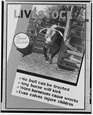 Prevent Accidents,Livestock,No Bull Can Be Trusted,Calves Injure Children,FSA