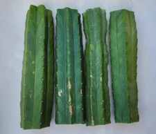 FOUR 10" FRESH Cactus Grafting Stocks