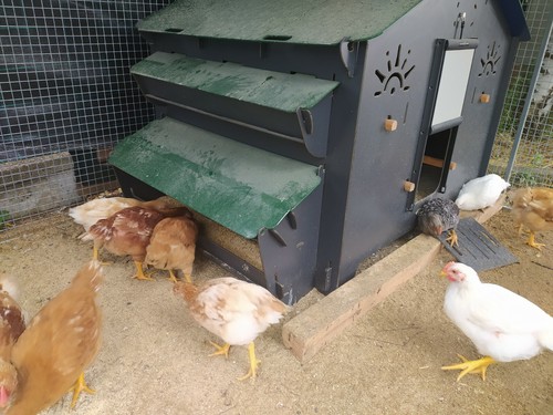 Hühnerstall MIT MANGER INTERN EXTERN Freilandfarm für 15 Hühner POLLY FARM EVO - Bild 2 von 10