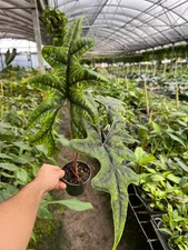 Alocasia Jacklyn Elephant Ears in 6” Pot | Indoor & Outdoor Live Tropical Plant