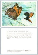 Continental Butterfly Illustration Postcard