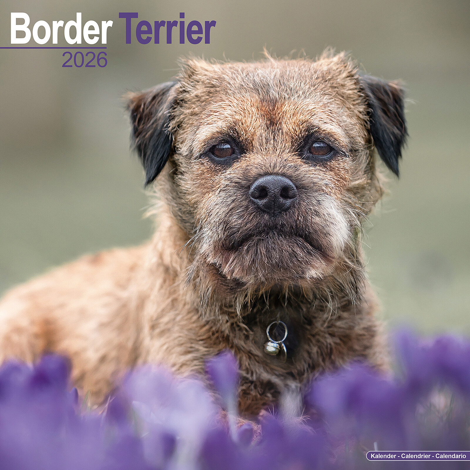 Border Terrier 2026 Calendar | Dog Breed Gift Wall 15% OFF MULTI ORDERS
