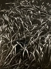 Grande Photo Argentique Daniel Barreau Herbe Plante Art Champ 1970 Photographie