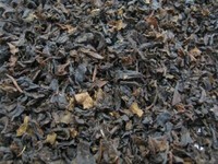 (67,00Eur/Kg) Loser Premium Tee * Entkoffeinierter Tee (500G)