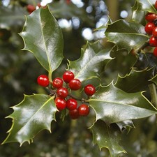 Holly Plant Ilex Meserveae ‘Blue Princess’ 9cm Pot Evergreen Red