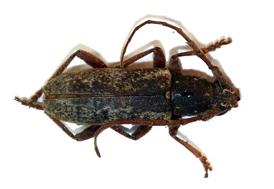 COLEOPTERA, CERAMBYCIDAE, ANELAPHUS INERMIS aus MEXIKO