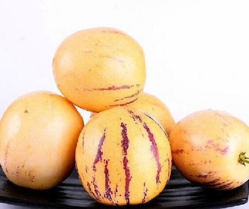 1 Pepino Melon Plant With Pot 10” Golden Sweet Ginseng Fruit - Picture 4 of 4