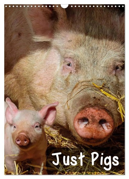 Just Pigs (Wall Calendar 2026 Din A3 Portrait), Calvendo 12 Month Wall Calendar-image