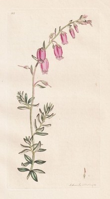 Erica Dabeoci Erika Heidekraut botany Botanik Kupferstich Sowerby Smith 1791