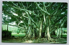 Vintage Florida Banyan Tree Color Photo Postcard by Ted Lagerberg