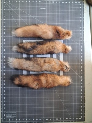 Lot of Four Iowa Red Fox Tails, Real Fur , Taxidermy, Cabin