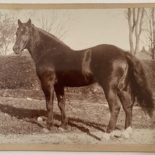 Antique Cabinet Card Photograph Horse Stud Service Ad ID Hero Hanover NH