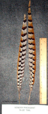 2 Beautiful Venery Pheasant Tail Feathers 16'' -20'' length Good quality feathers!