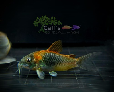 #ad #ad VENEZUELA CORY Aquarium Bottom Feeder LIVE FISH $9.99