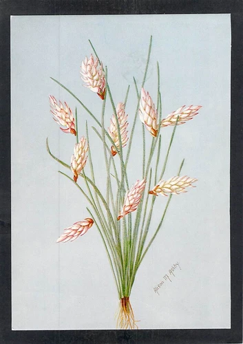 D7633 Australia WA Wildflower Alison Ashby Artist postcard - Picture 1 of 2