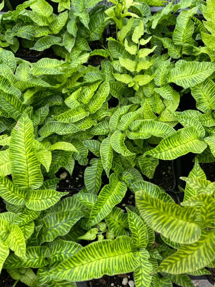LIVE - Rare Golden Zebra Coniogramme emeiensis - Bamboo Fern Starter Plant - Image 4 of 4