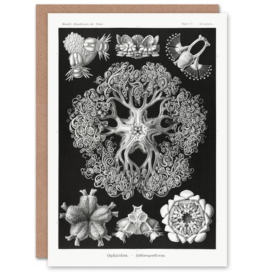Ernst Haeckel Art Card Ophiodea Brittle Stars Illustration