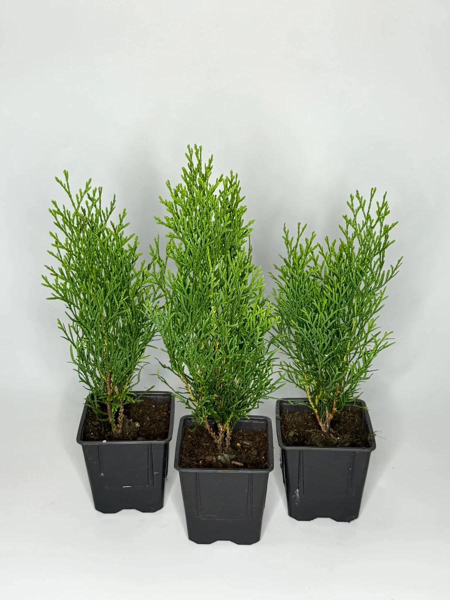Lebensbaum-Smaragd-Thuja - (- Lebensbaum -) - Volle-Sonne Pflanzen,  Strucher & Hecken online kaufen | eBay.de