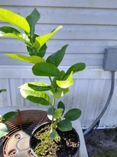 Meyer Lemon Tree. 1 gallon pot. Inside or outside plant. Very attractive
