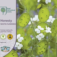 RHS Honesty Seeds Mr Fothergill's White-Flowered - Flower FREE UK DELIVERY