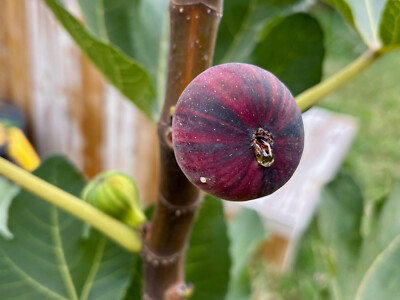 Fig Cuttings - Over 30 Varieties Left - Last Week of Sale