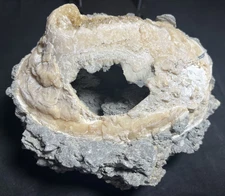 Ruck's Pit Calcite Whole  Fossil Clam Shell  Mercenaria permagna - Ft. Drum, FL