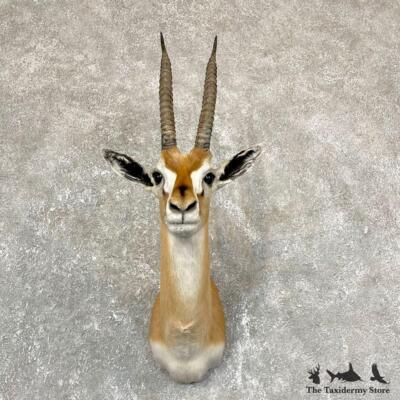 24373 WC | African Thomson's Gazelle Shoulder Taxidermy Mount For
