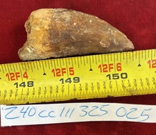 Rare Carcharodontosaurus Dinosaur Tooth T Rex Cousin 95 Mil Yrs Fossil 2 1/2”