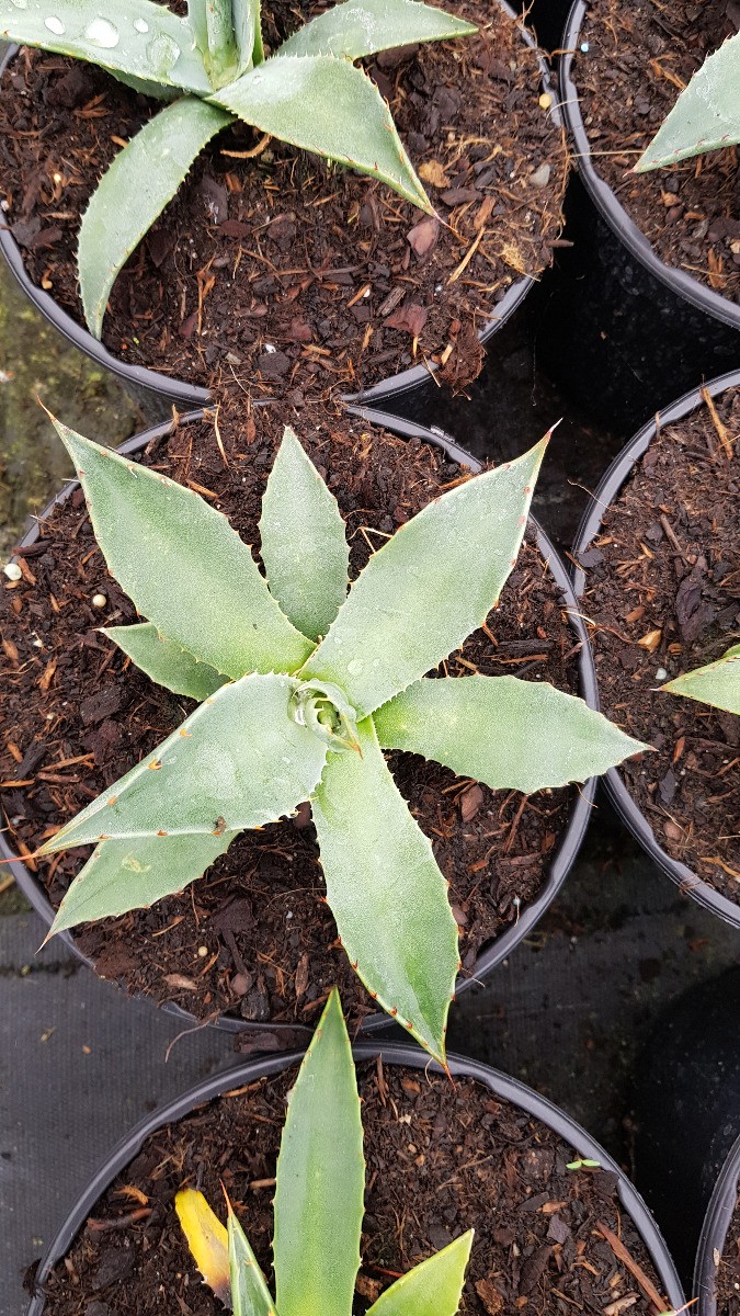 Agave parryi Couesii créez un décor de rocaille méditerranéenne sans arrosage