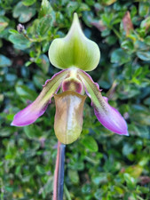 Paphiopedilum hookerae orchid plant , NFS