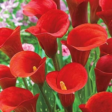 2 - CALLA LILY RED ALERT Live Flower Plant Bulbs - OUTSTANDING COLOR - US Seller