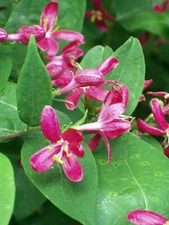 Arnold Red Tatarian Honeysuckle, Lonicera tatarica, Shrub Seeds
