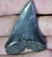 LARGE PREHISTORIC GREAT WHITE SHARK TOOTH FOSSIL! RARE, NOT MEGALODON! FROM PERU