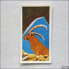 Brooke Bond Tea Card Vanishing Wildlife 1978 #3 Pyrenean Ibex (CC71)