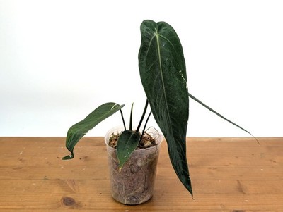 Anthurium Warocqueanum Esmeralda 'Dark Queen' | eBay